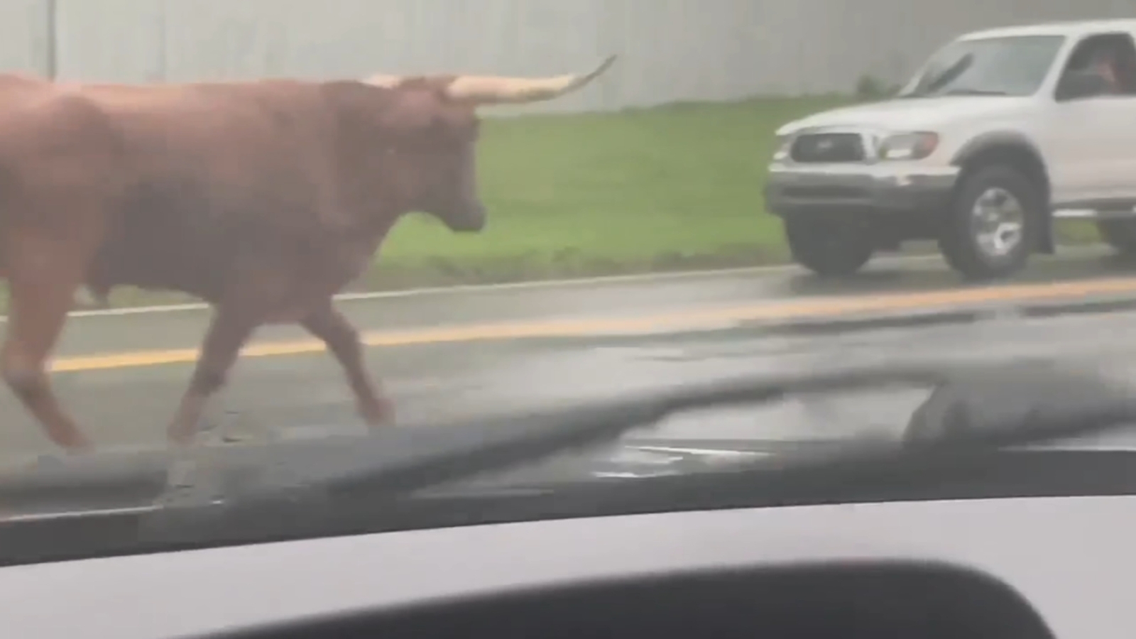 Bull on the loose | Longhorn bull spooked by storm in Charlotte located, euthanized; Owner cited in the case - Vimarsana News