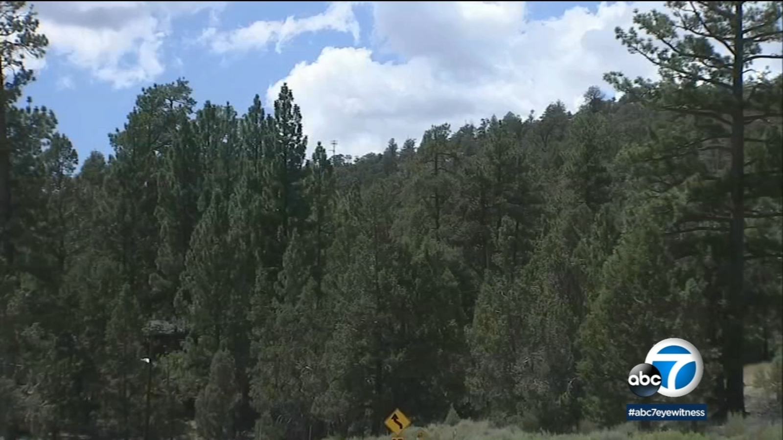 Environmental groups sue US Forest Service over plans to thin 13,000