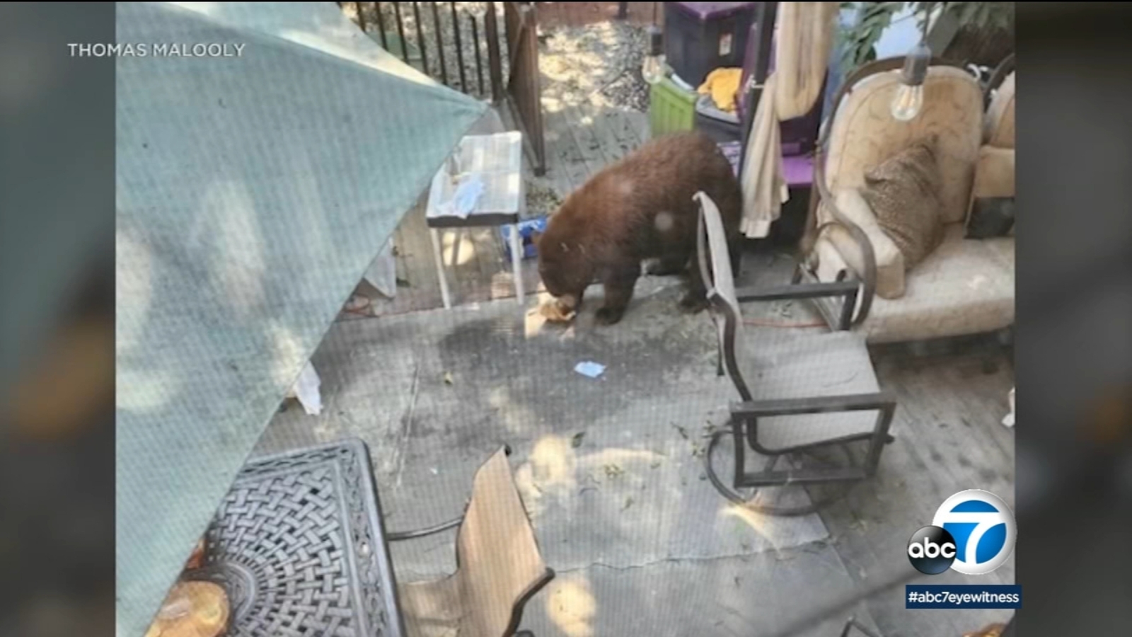 Sierra Madre reports more bear intrusions in past 7 weeks than previous 2 years combined - Vimarsana News