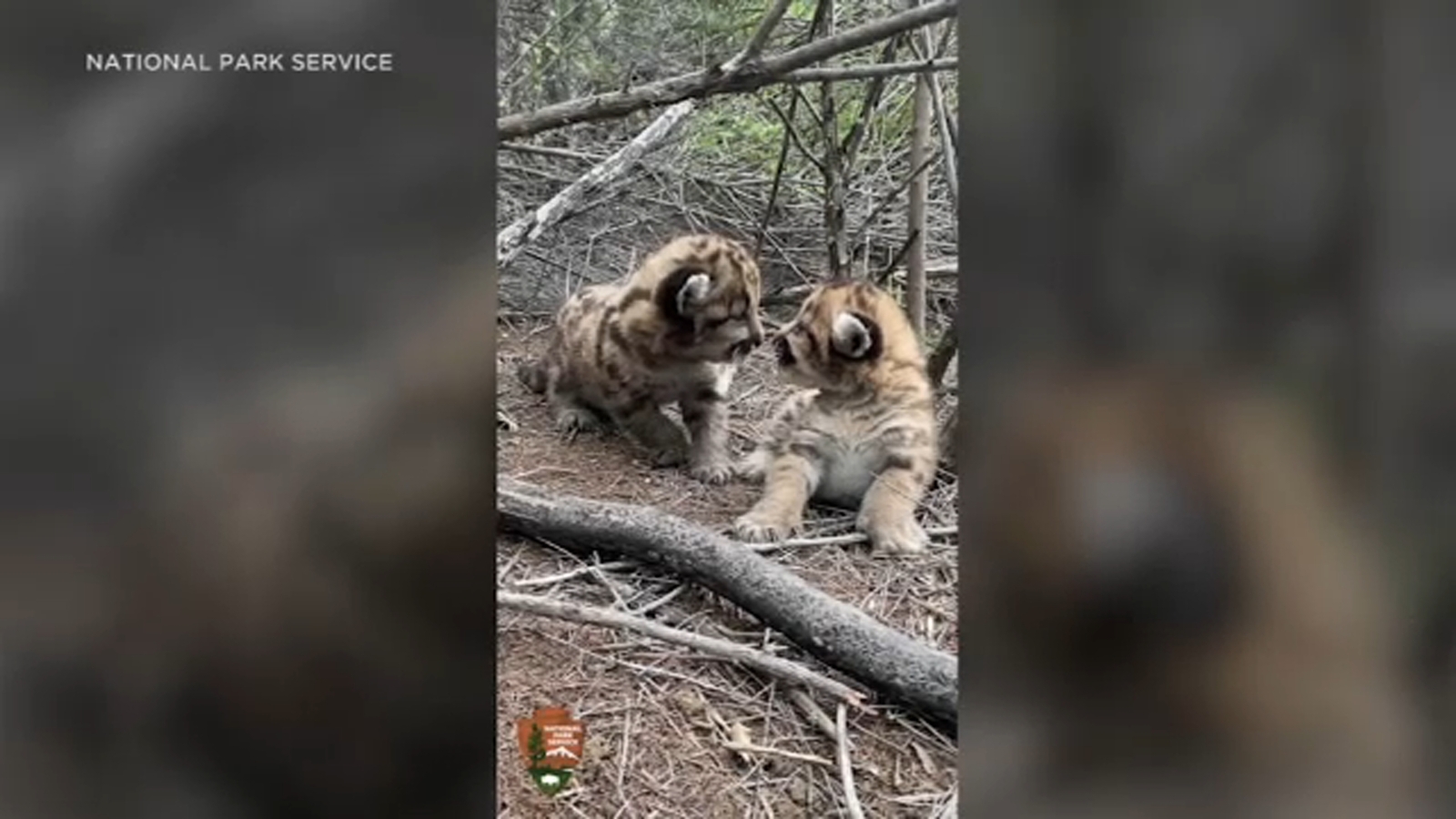 National Park Service introduces 2 new mountain lion kittens found prowling the Santa Susana Mountains - Vimarsana News