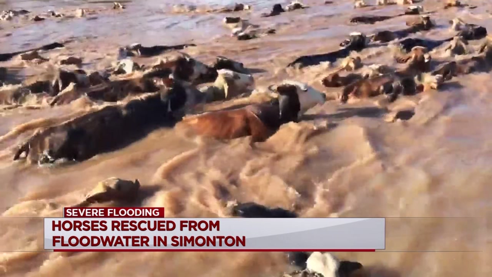 Dozens of cows stranded in flood waters in Simonton ABC13 Houston