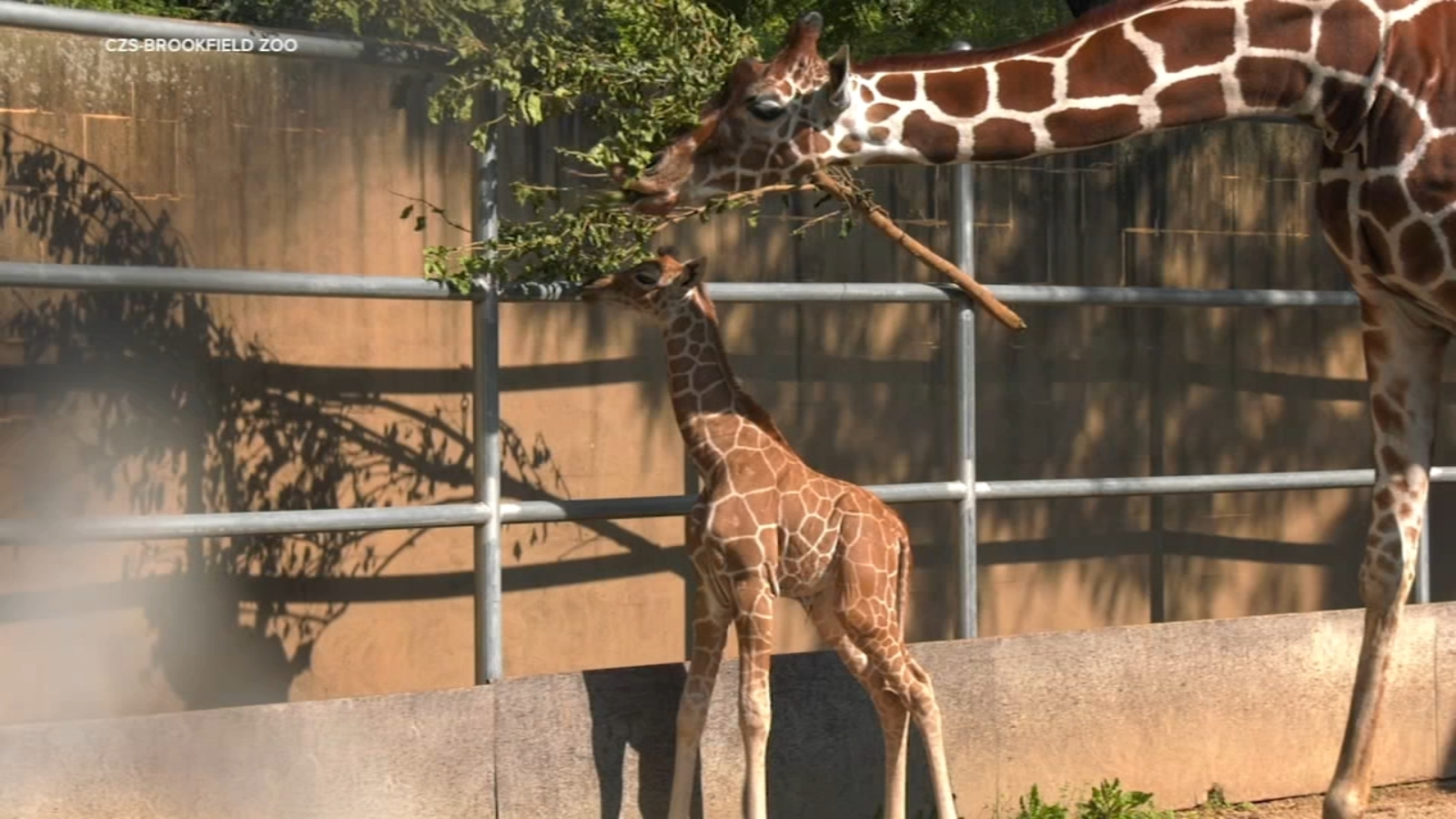 New giraffe baby welcomed at Brookfield, IL zoo - Vimarsana News