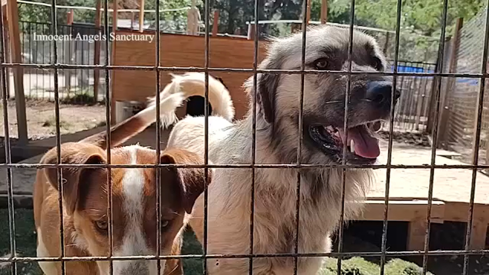 Coarsegold Animal Shelter seeking donations & adopters - Vimarsana News