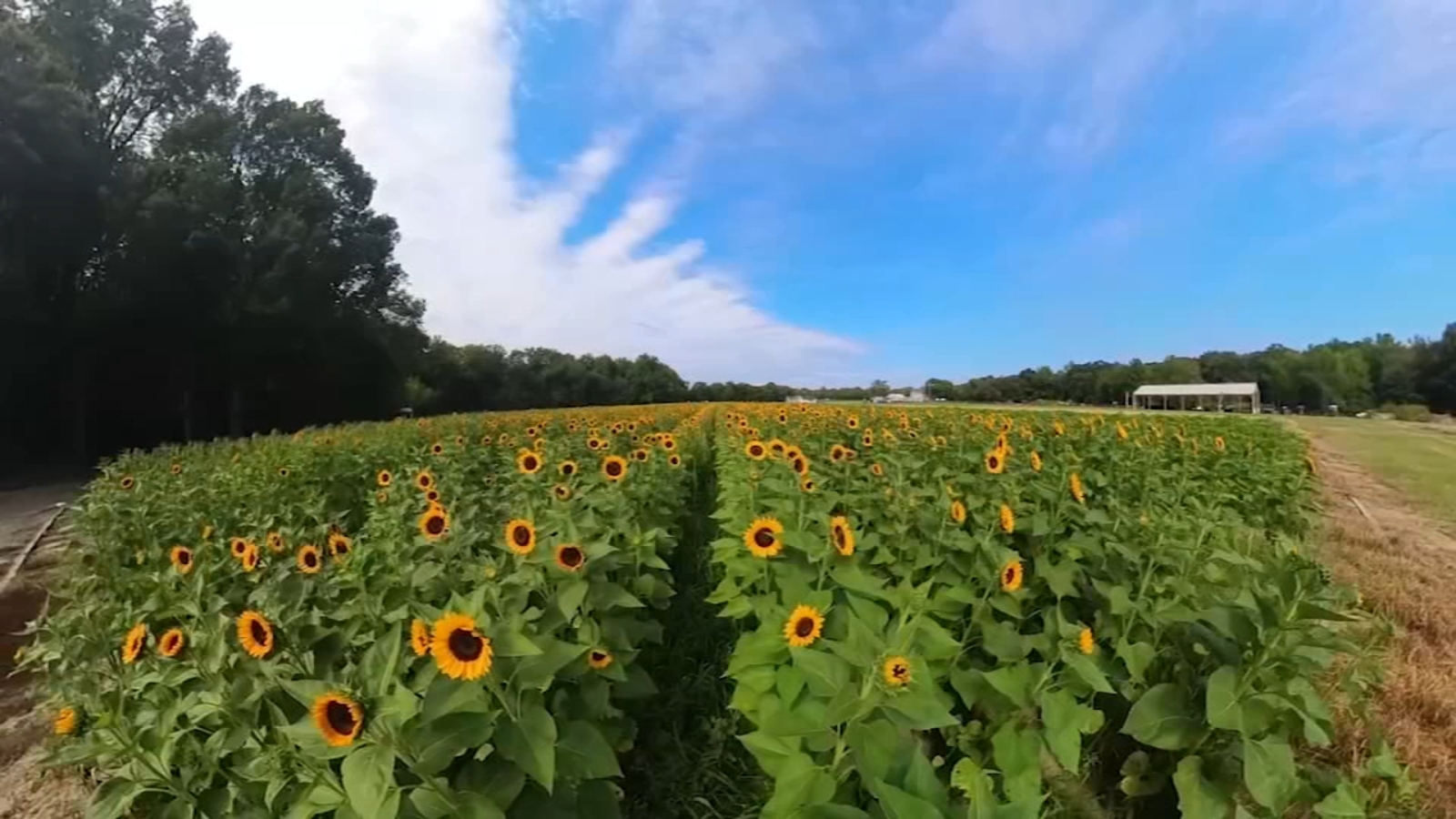 Dalton Farms preparing for annual sunflower festival 6abc Philadelphia