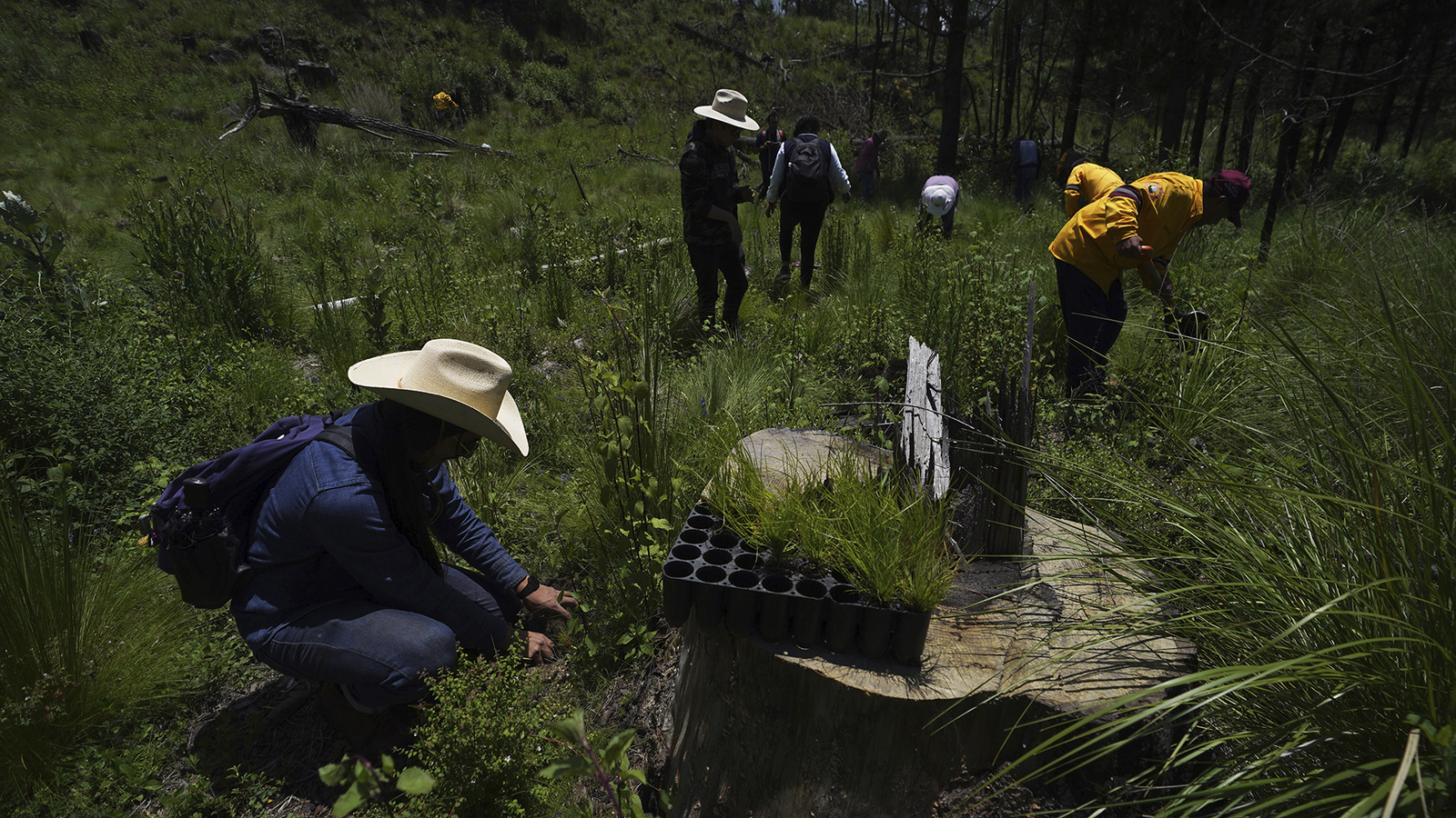 Penebangan hutan terus terjadi di hutan Mexico City meskipun ada upaya untuk menghutankan kembali hutan tersebut