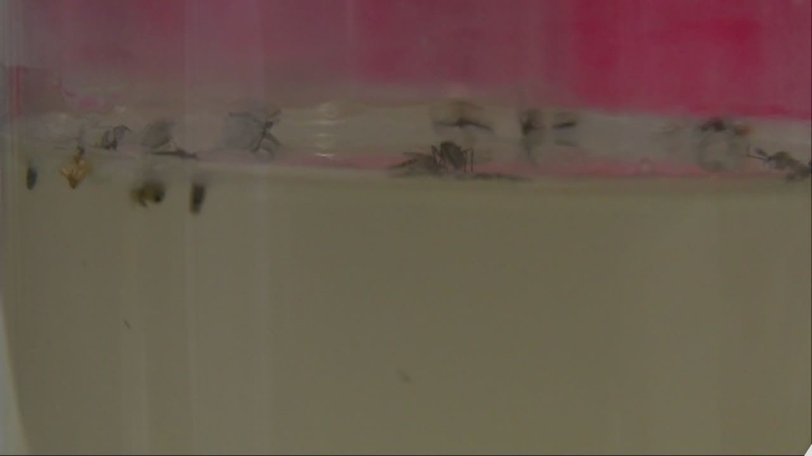 Human case of West Nile Virus confirmed in Kings County - Vimarsana News