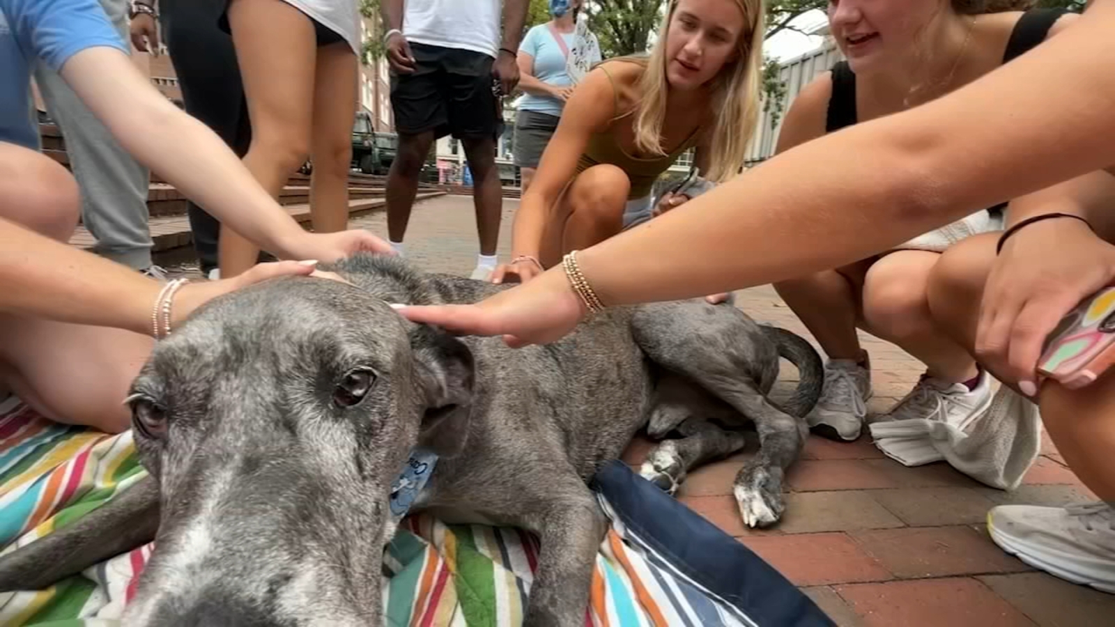 UNC Chapel Hill community receives mental health help after deadly shooting on campus | Counselors, therapy dogs available - Vimarsana News