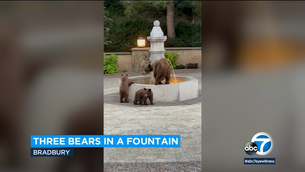 Mama bear, cubs take a dip in fountain amid heat wave in Bradbury