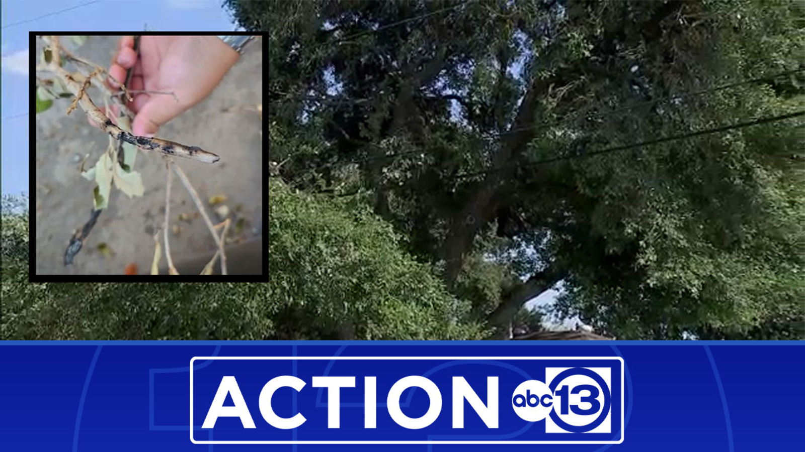 Tree tangled in power lines trimmed by CenterPoint hours after Action 13 steps in