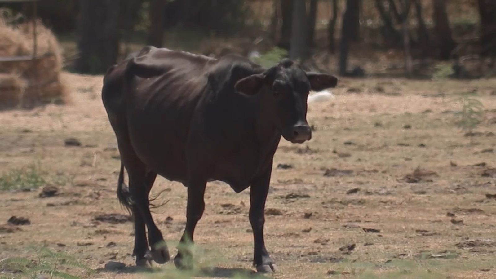 Houston heat: Drought, climate instability in southeast Texas is affecting agriculture as crops die and soil dries - Vimarsana News
