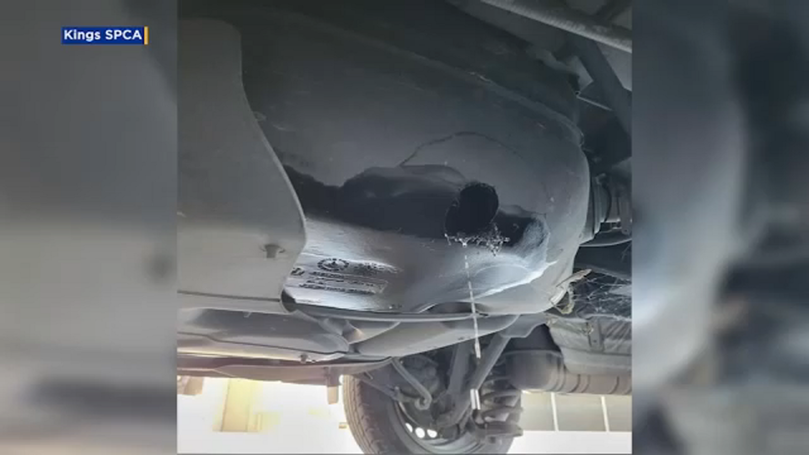 Thieves steal gas from Kings SPCA rescue van in Hanford - Vimarsana News