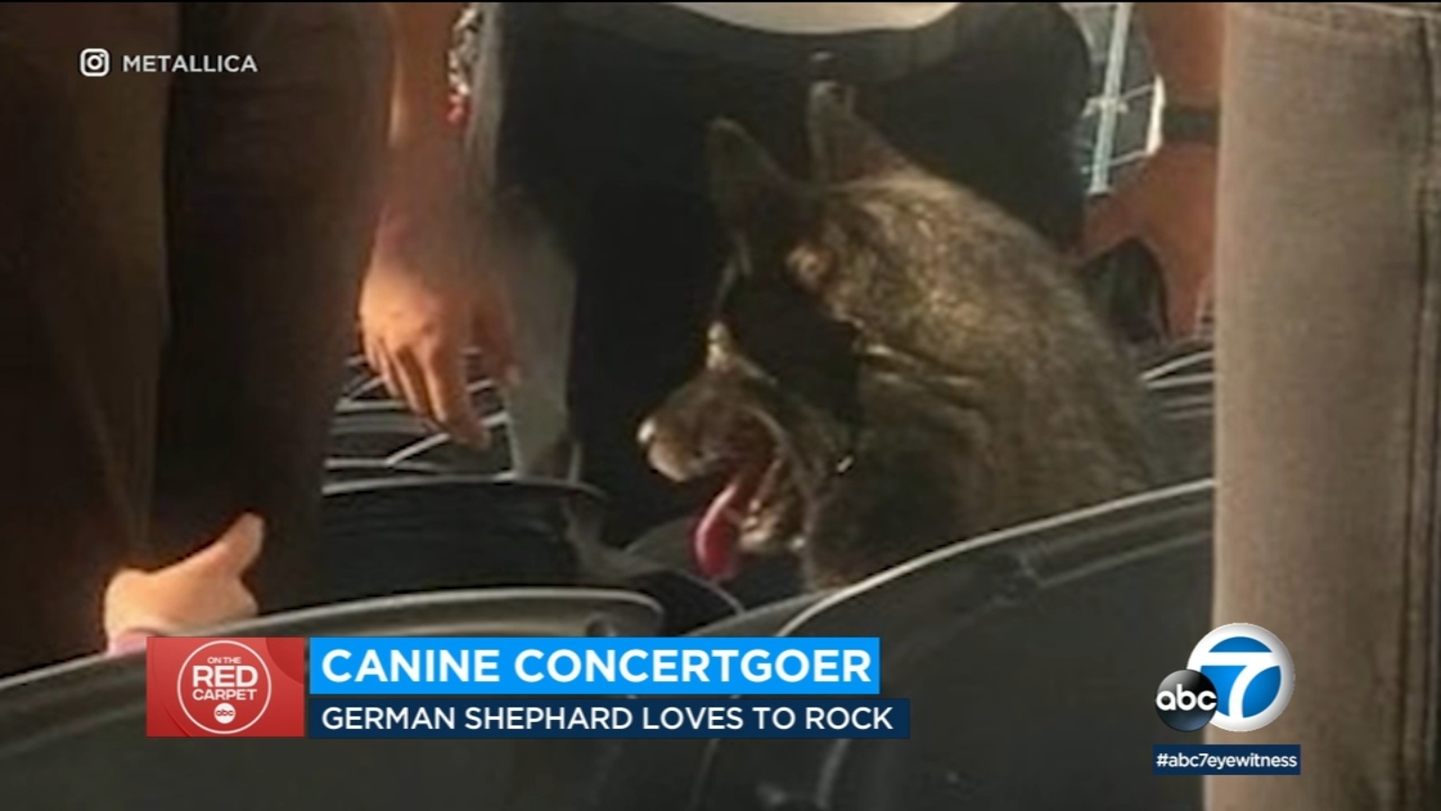 Dog runs away from home, sneaks into Metallica concert at SoFi Stadium - Vimarsana News