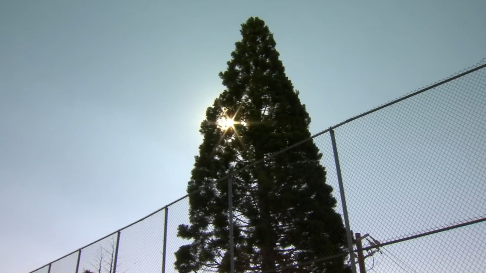 Pine tree represents resiliency for elementary students after 2020 Creek Fire - Vimarsana News