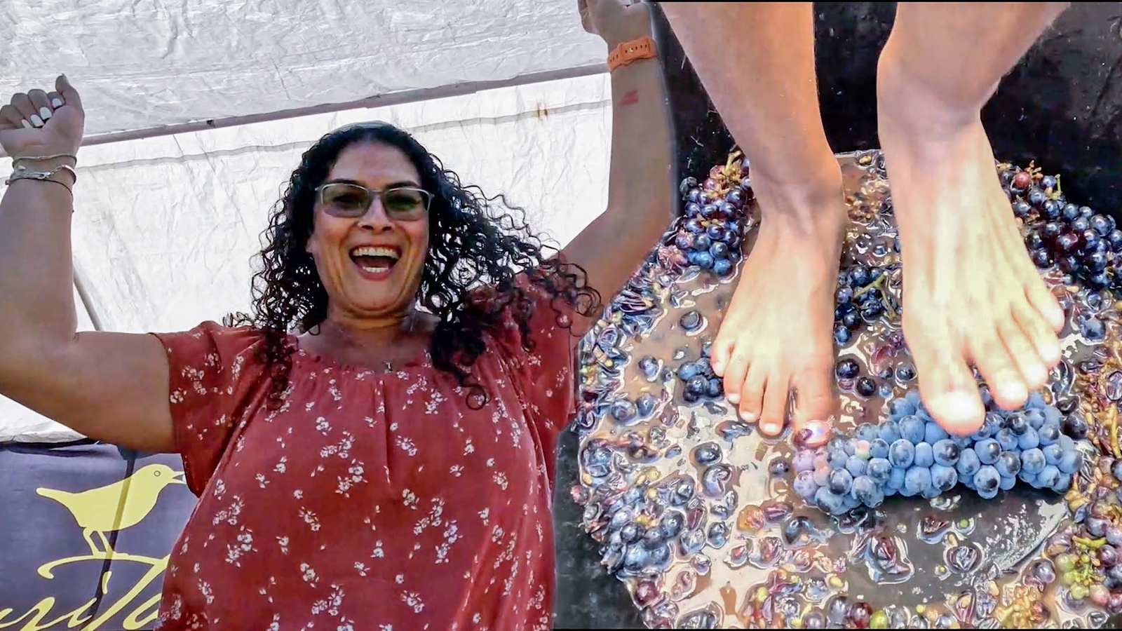 NJ Grape Stomping Festival gets guests 'feet-on' with wine-making tradition - 6abc Philadelphia