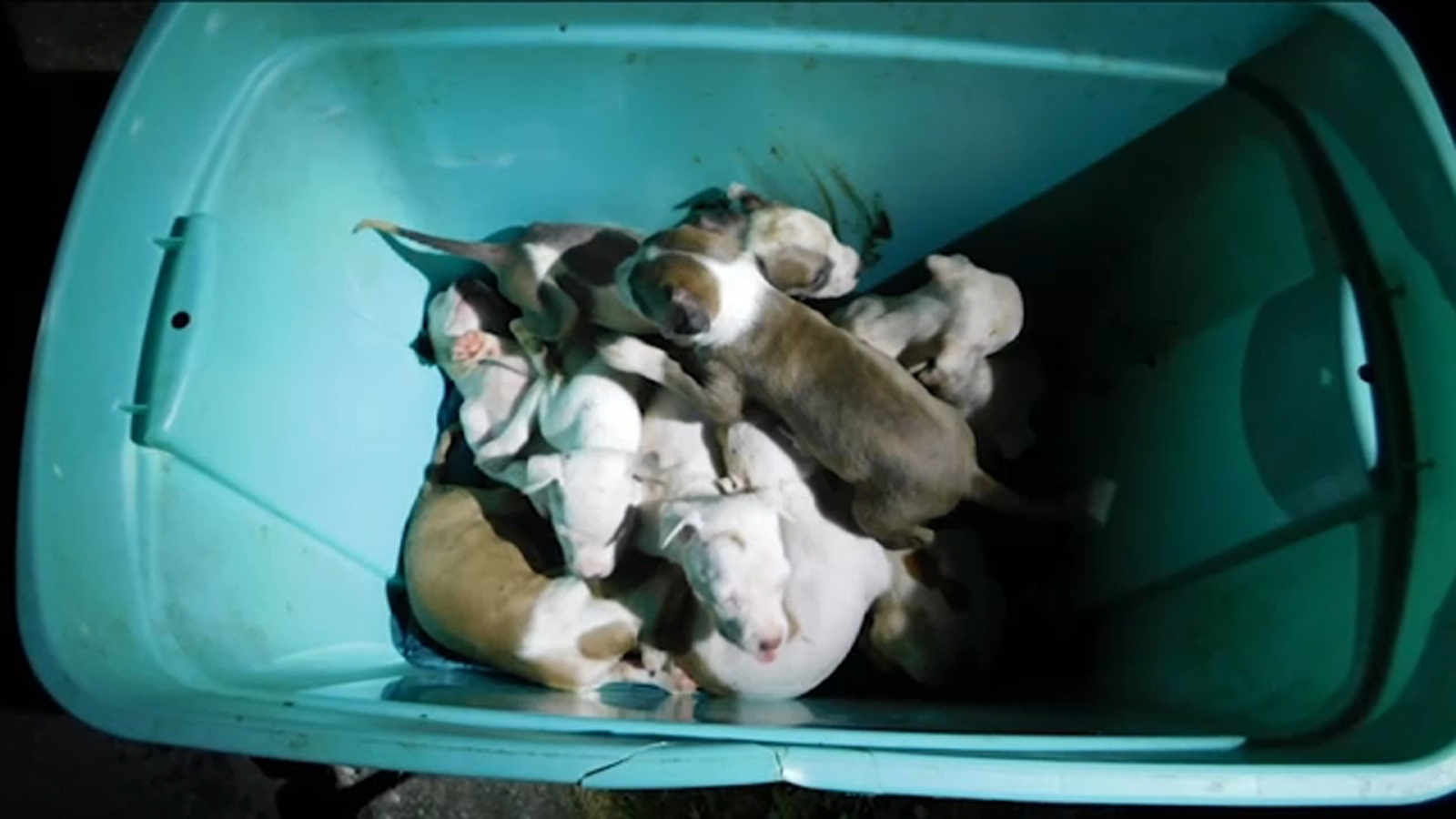 19 pit bull puppies rescued from car on Long Island