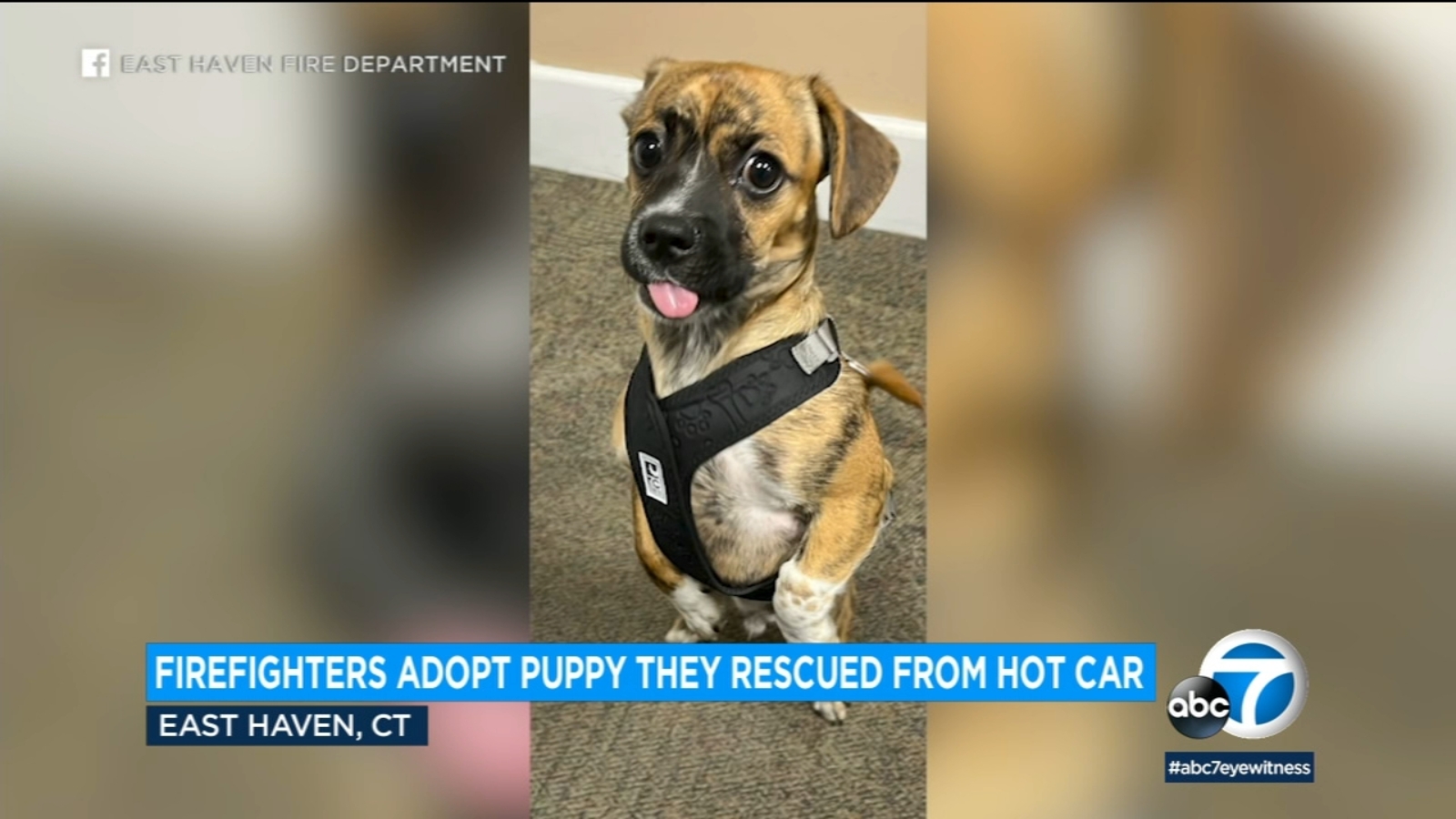 Fire department adopts puppy rescued from hot car and makes him official station support dog