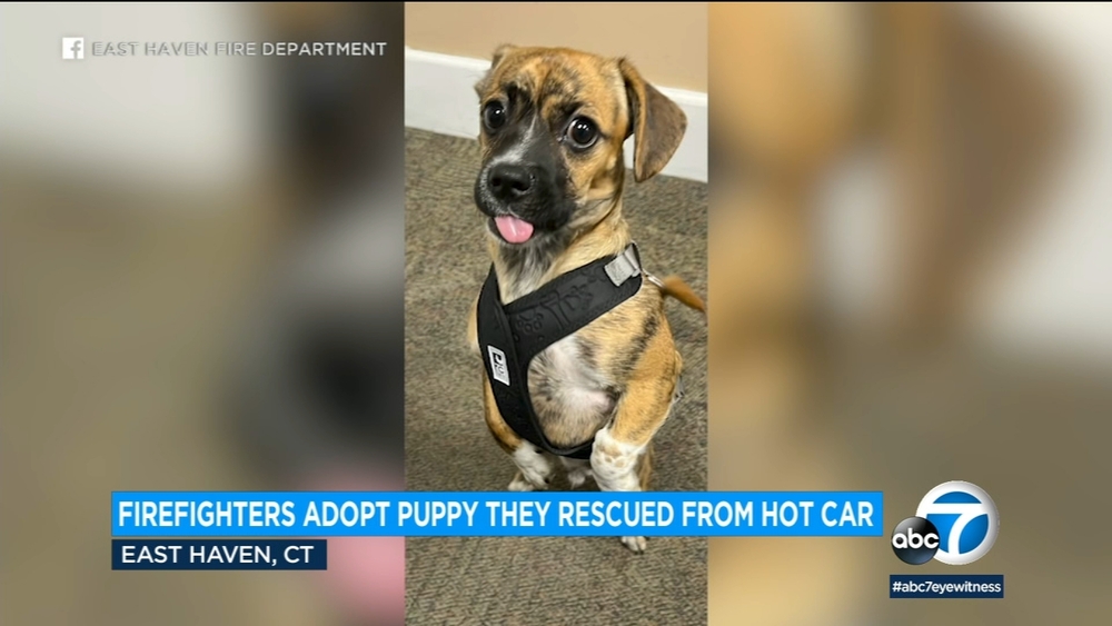 Connecticut fire department adopts puppy rescued from hot car