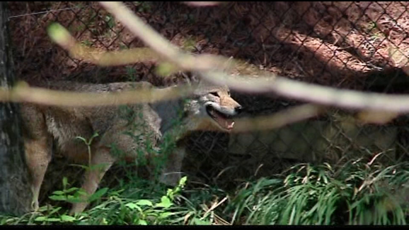 Endangered red wolf can make it in the wild, but not without `significant' help, study says - Vimarsana News