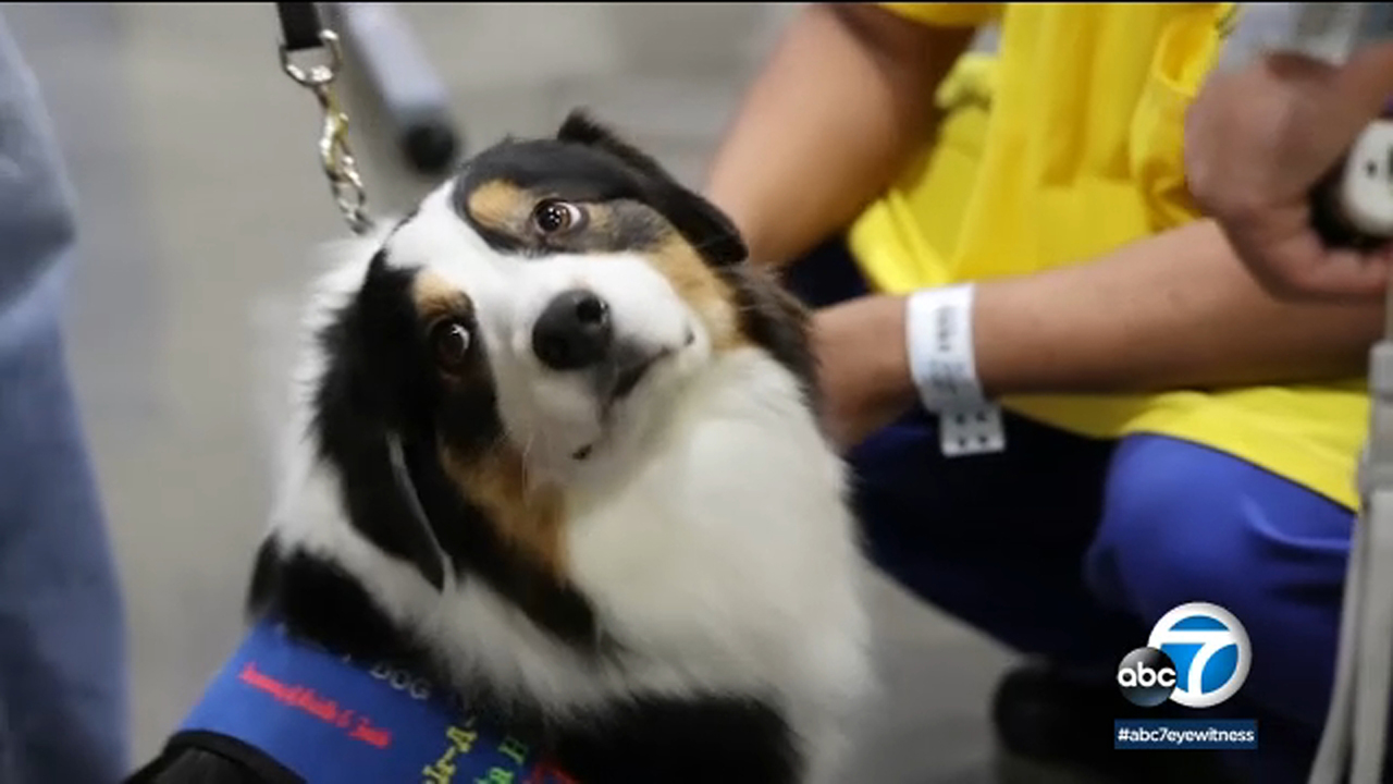 Therapy dogs bring relief to hardened inmates at Men's Central Jail