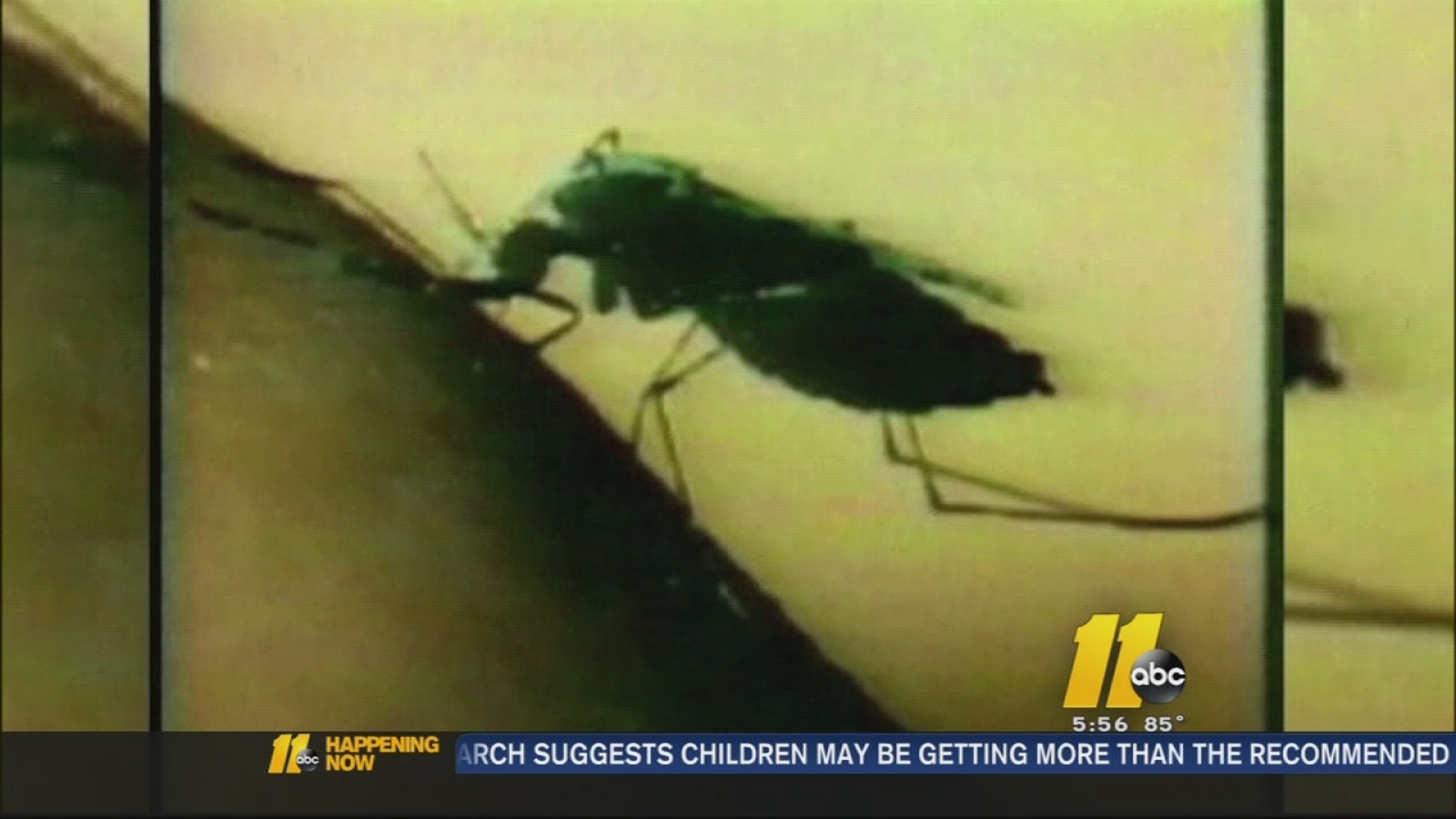 Mosquito season reaches peak across North Carolina ABC11 RaleighDurham