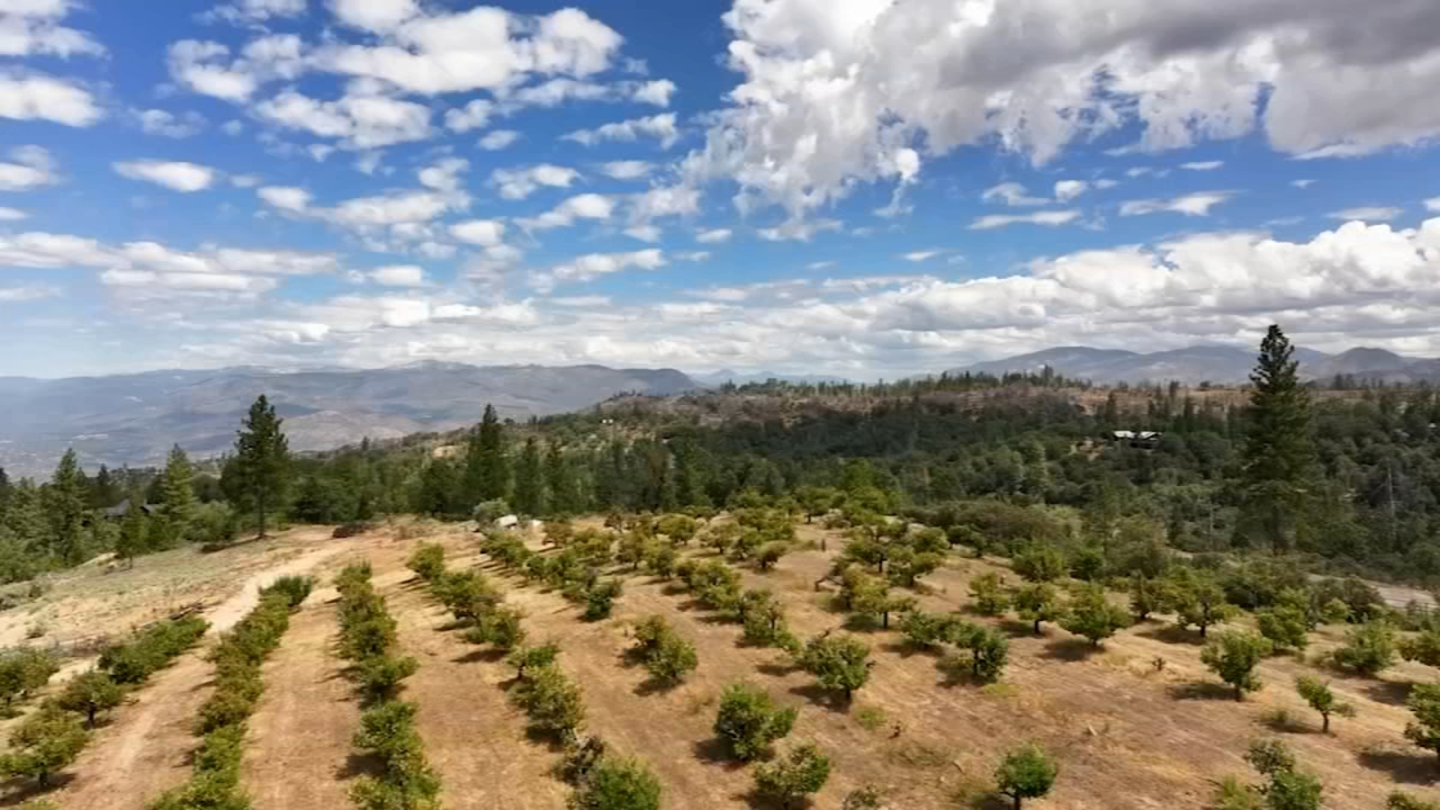 Fresno County man honoring late parents by reopening orchard Fresno County man honoring late parents by reopening orchard