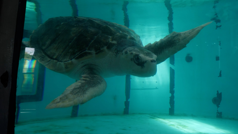 Tally the Turtle is back home in the Gulf