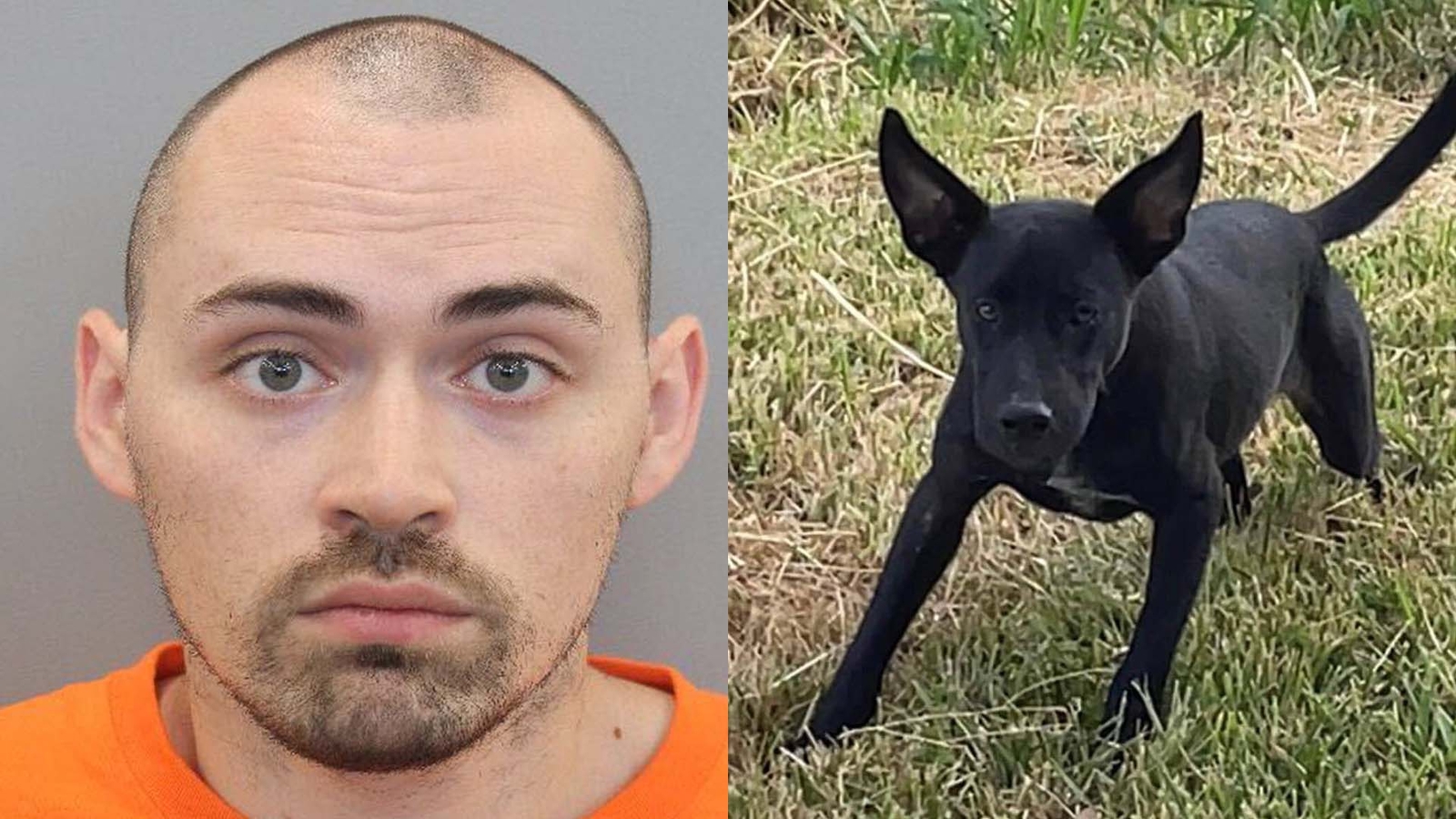 Houston animal cruelty Daniel Schaeffer pleaded guilty to June 2022