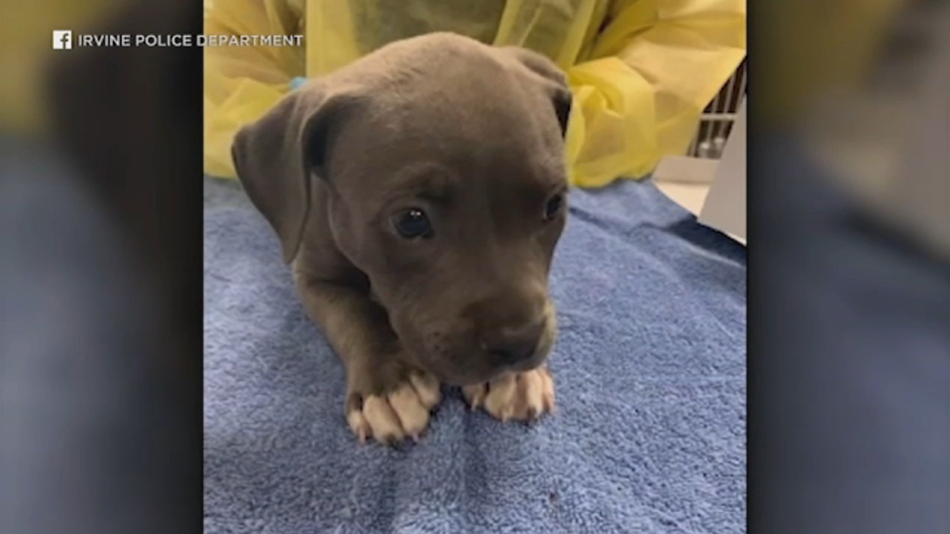 Usan Narcan para revivir a perrito tras posible ingestión de fentanilo
