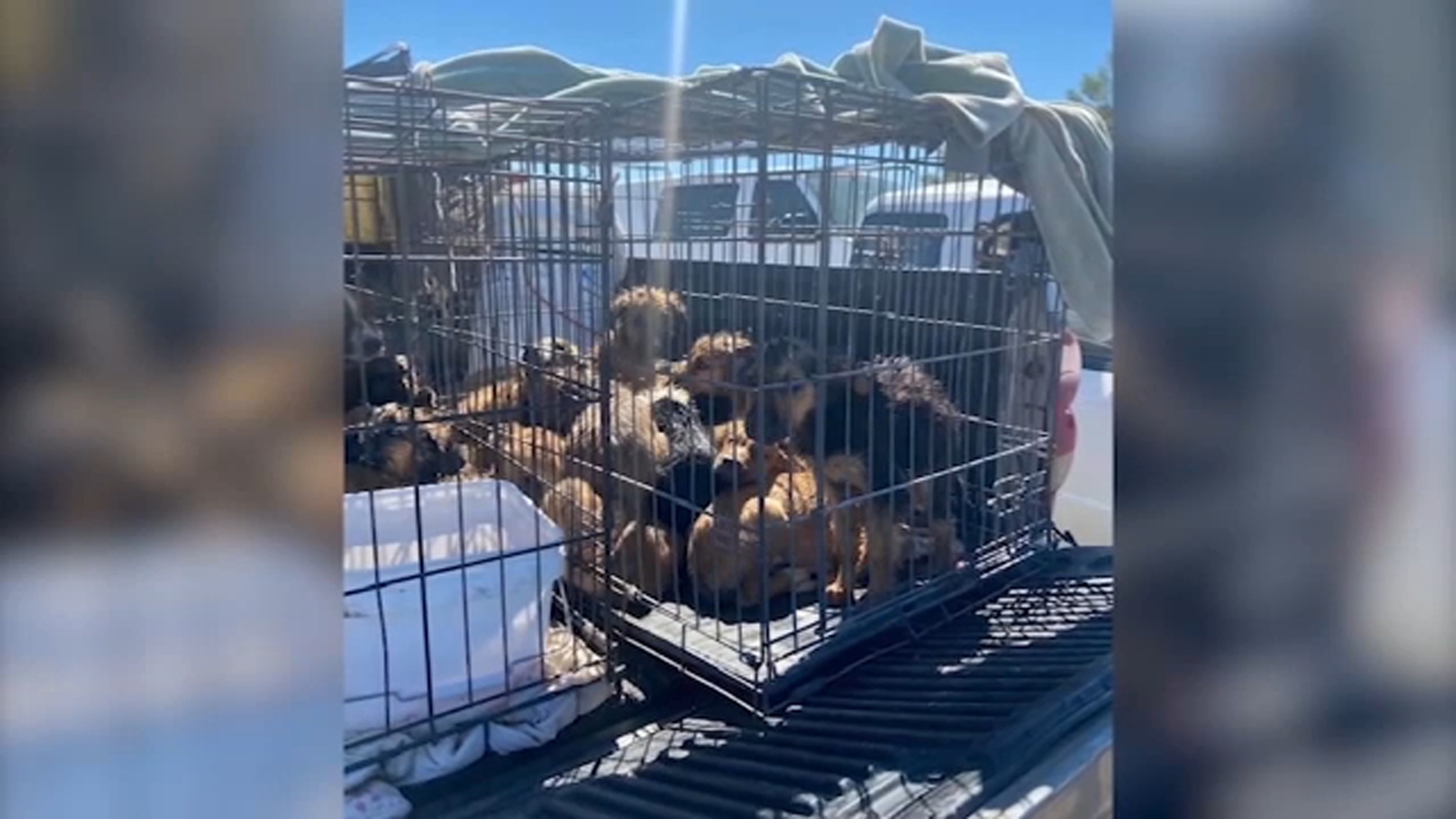 21 dogs die dozens other rescued from squalid conditions at Lake Los Angeles home