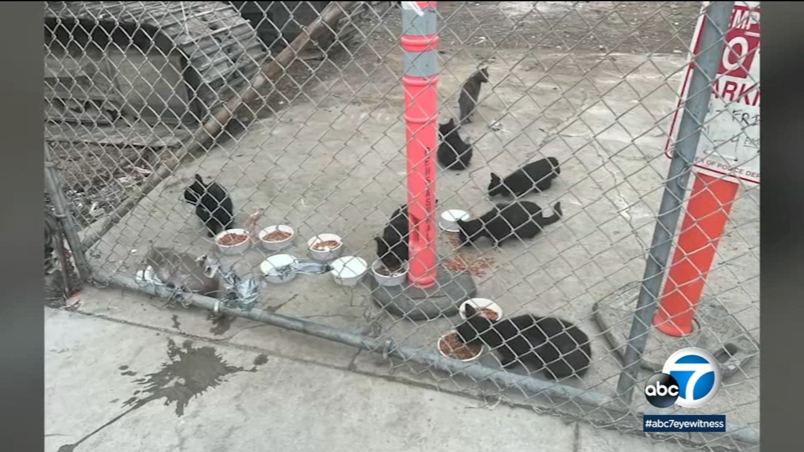 Costa Mesa residents working to rescue stray cats living on abandoned property Costa Mesa residents working to rescue stray cats living on abandoned property