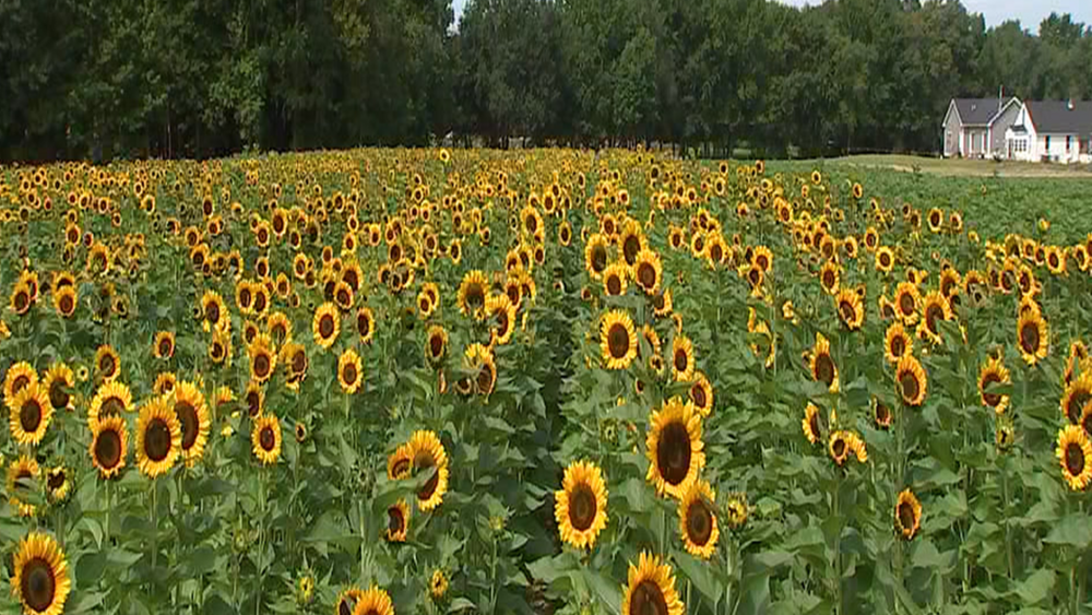 The Legacy of the Festival of Sunflowers at Dalton Farms