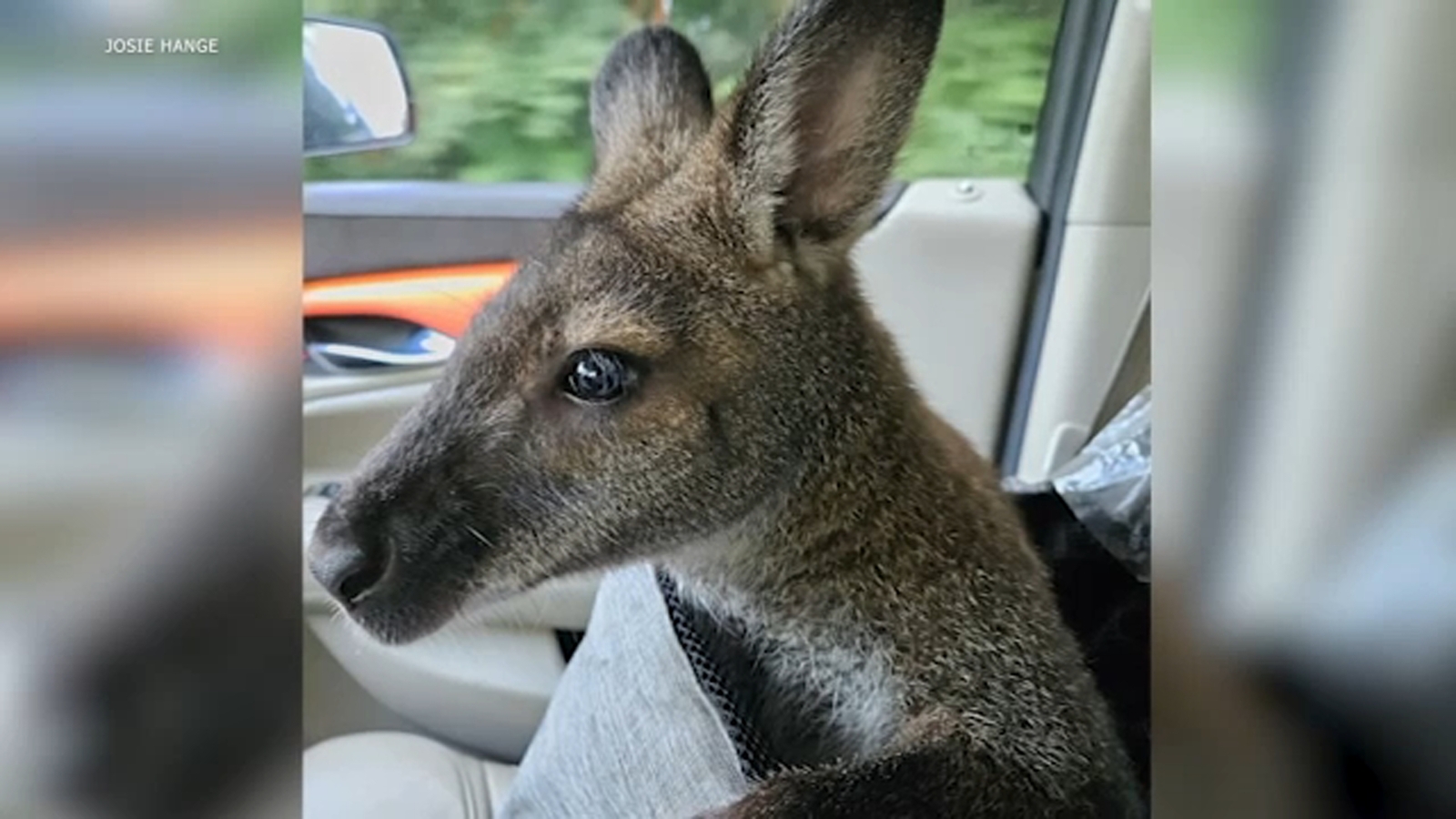 Pet wallaby named Rupert missing from Monee familys backyard police say Pet wallaby named Rupert missing from Monee familys backyard police say