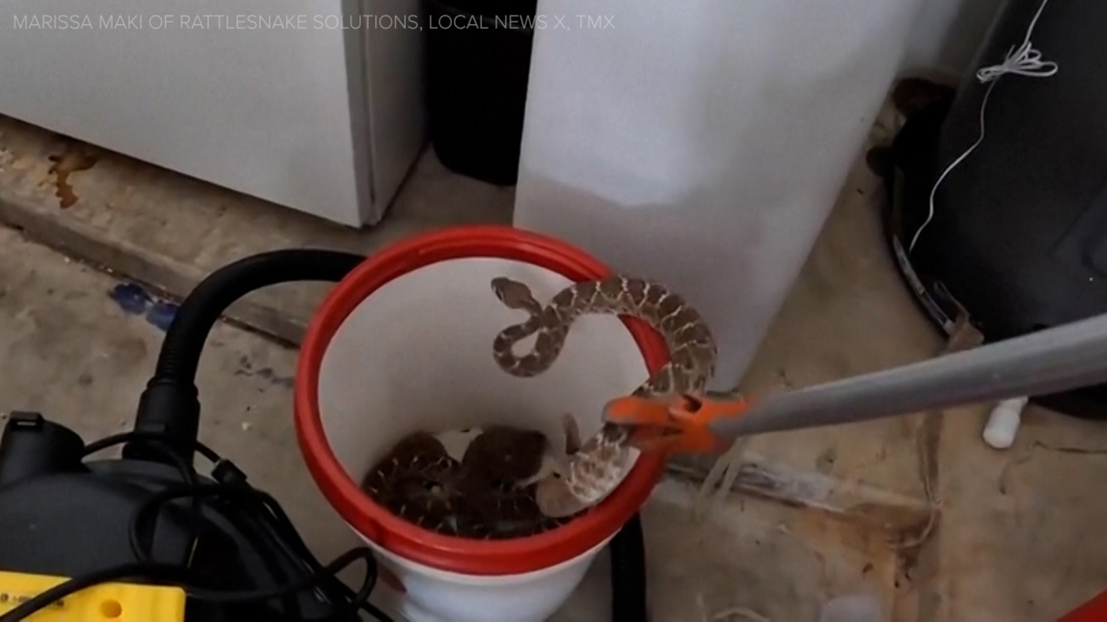 Wrangler captures 20 rattlesnakes found inside Arizona homeowners garage VIDEO