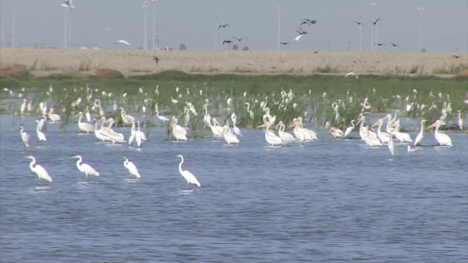 Efforts to control infectious bird disease continue at Tulare Lake - Vimarsana News