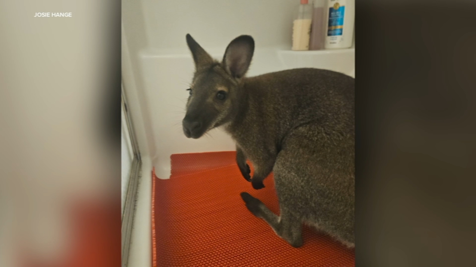 Rupert the pet wallaby found after going missing from Monee family's  backyard: owner