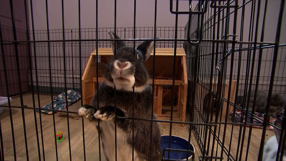 South Jersey bunny café helping rabbits find homes

