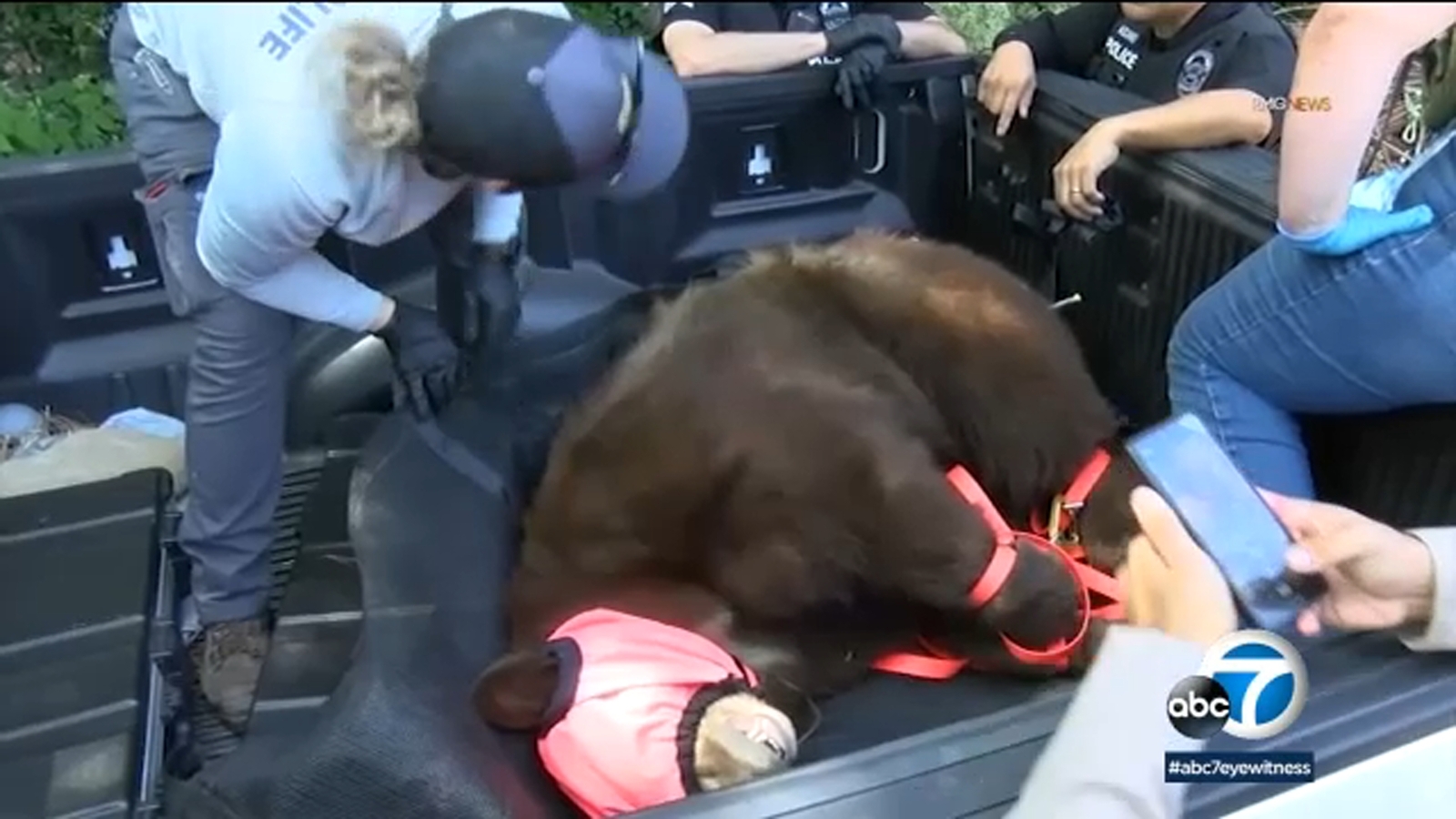 Bear captured and tagged after several close encounters in Sierra Madre