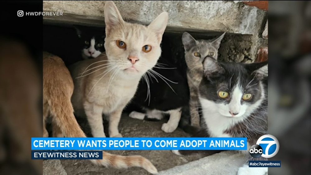 Hollywood Forever Cemetery seeking homes for 8 abandoned cats