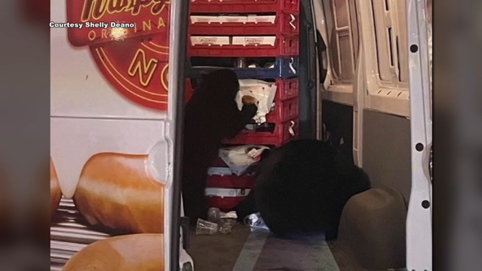 Bears raid Krispy Kreme doughnut van making deliveries on Joint Base Elmendorf Richardson military base in Alaska - Vimarsana News