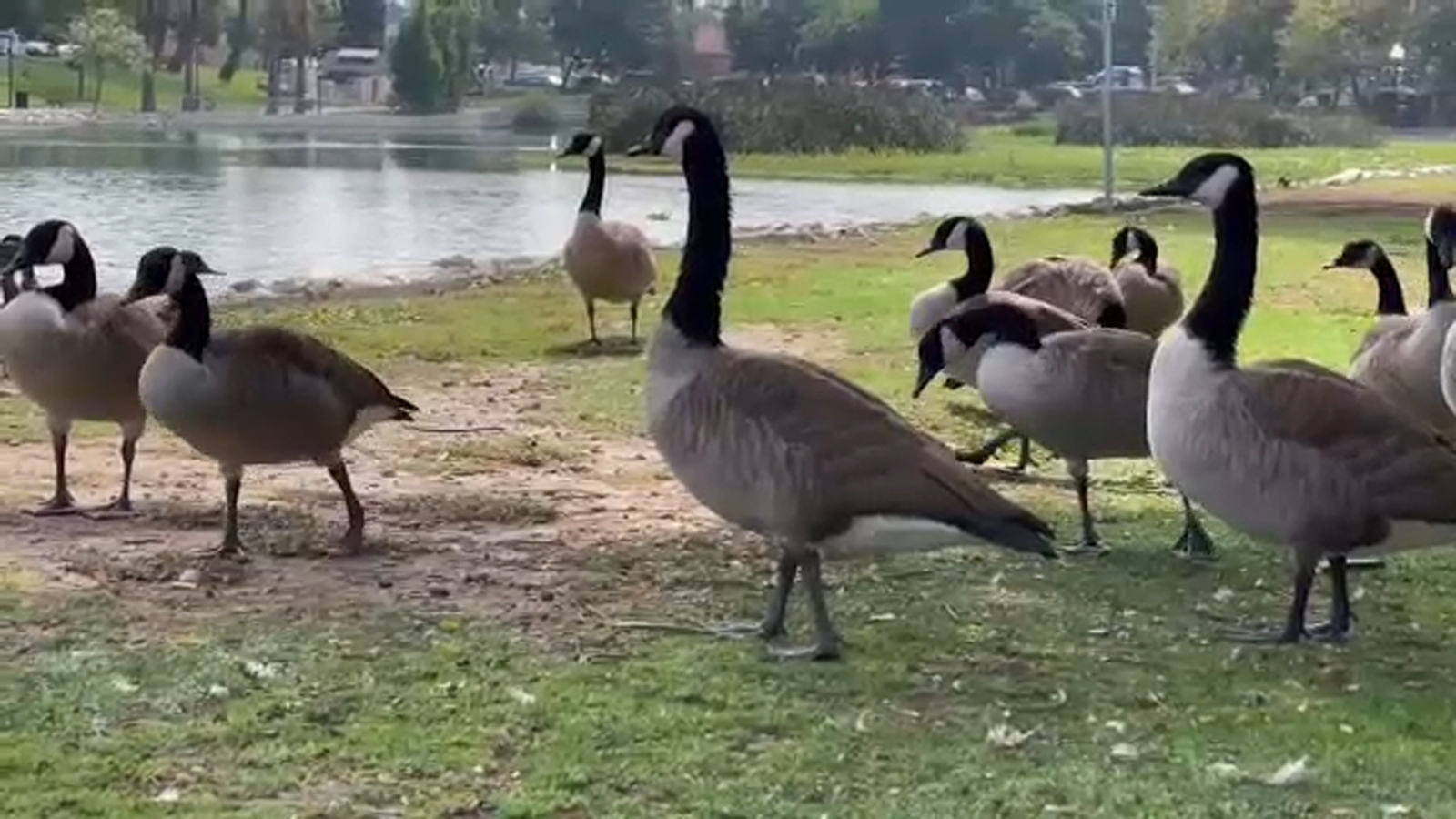 Aggressive geese chasing children and pets, raising a stink in Echo Park Lake - Vimarsana News