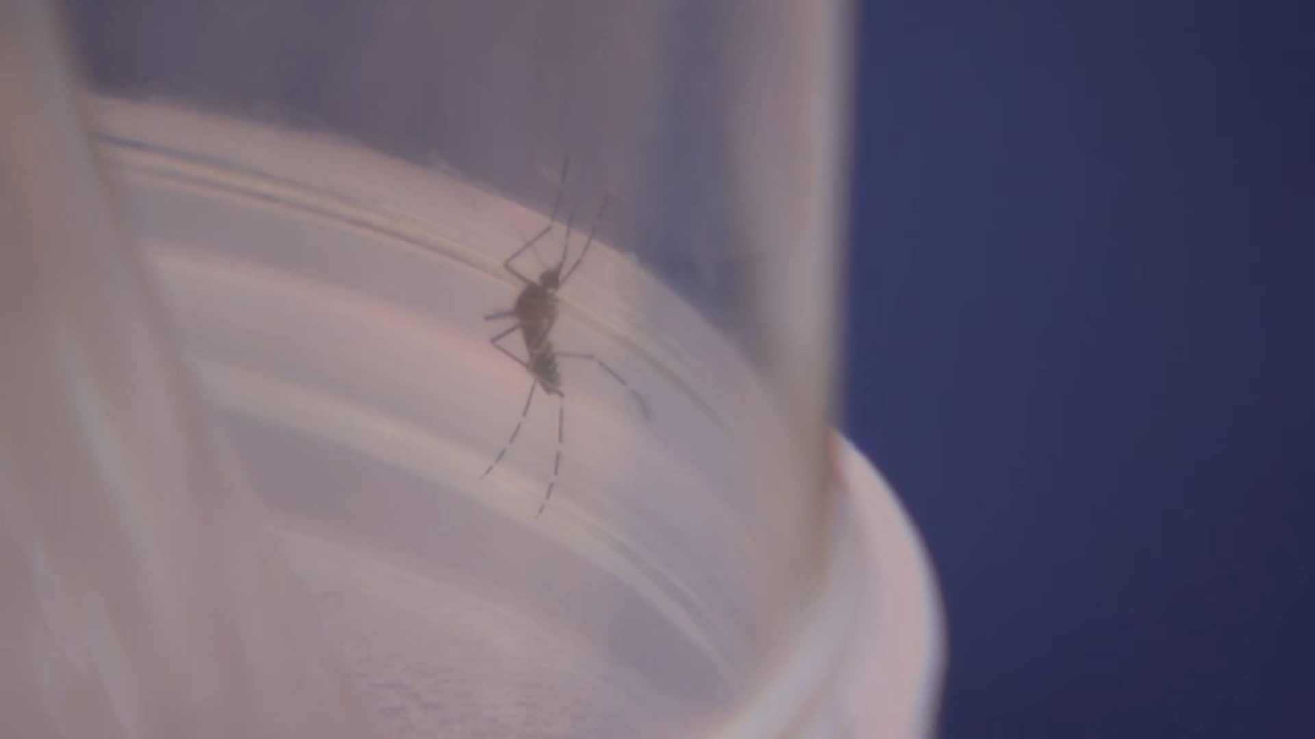 Mosquitos atacan en el sur de California; cómo evitar que lo piquen