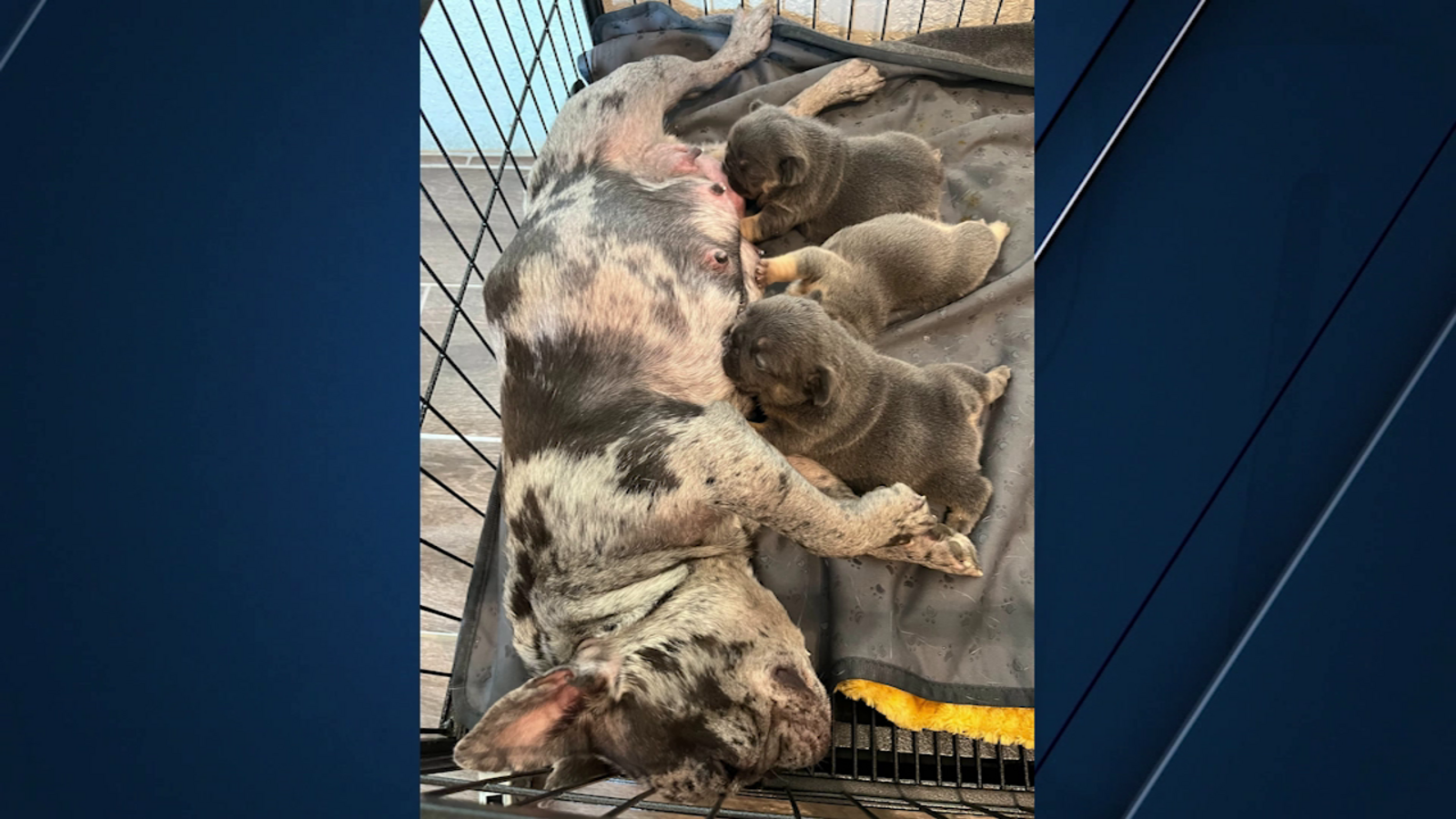 Family pleads for safe return of stolen French bulldog, puppies in ...