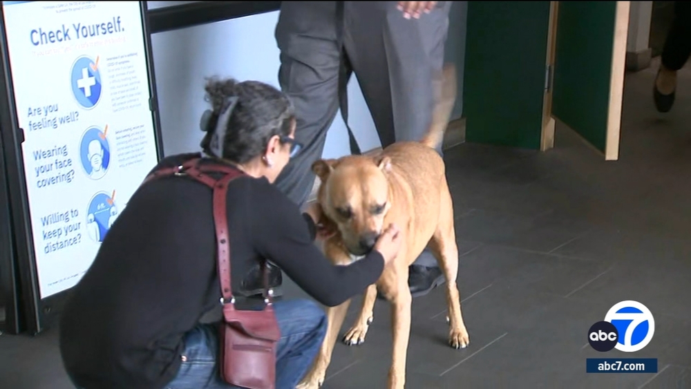 Stolen dog reunited with owner after violent theft in North Hollywood