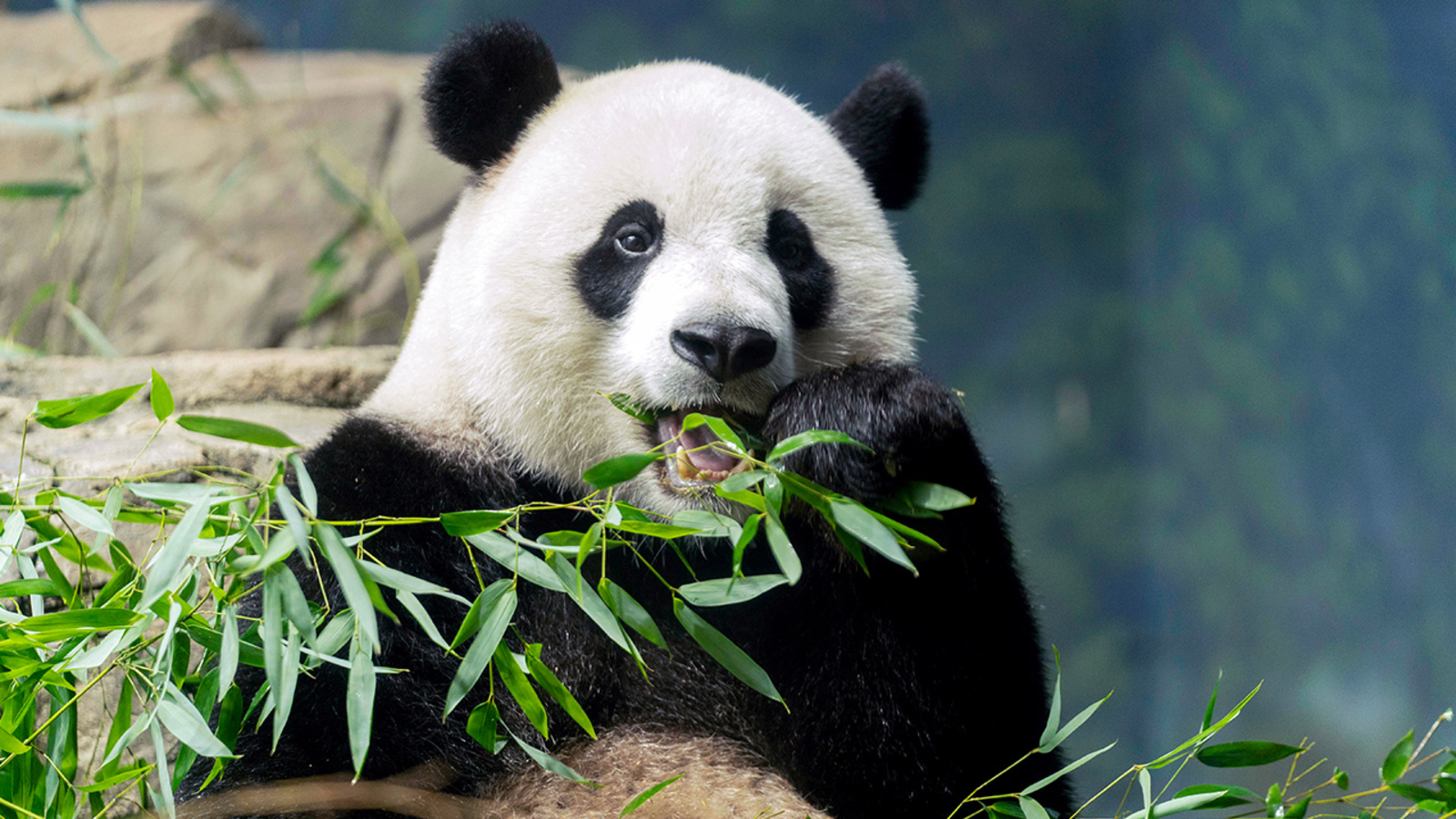 Pandas could be gone from America's zoos by the end of next year due to decades-long exchange agreement struck by Richard Nixon - Vimarsana News