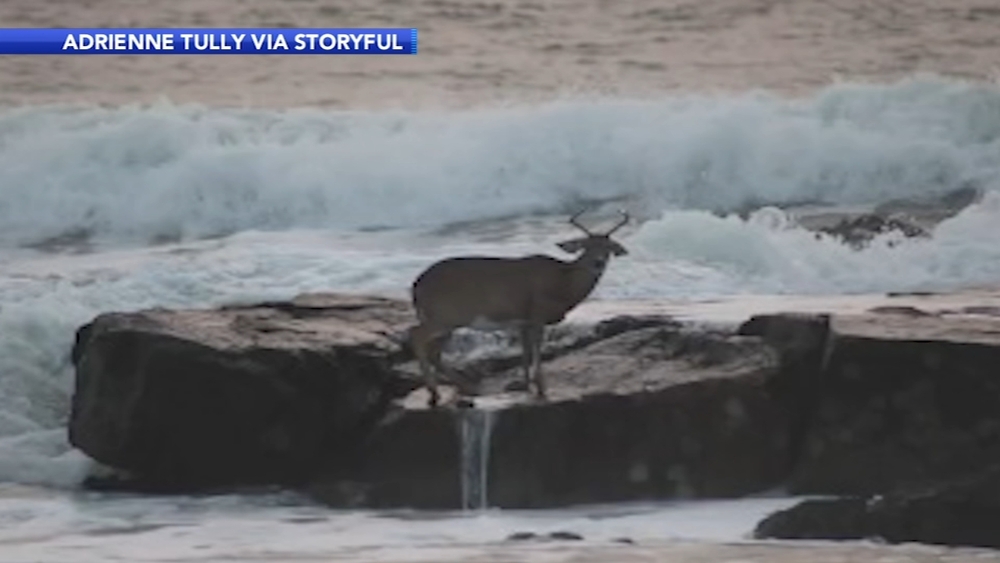 Surfer helps rescue deer on New Jersey beach