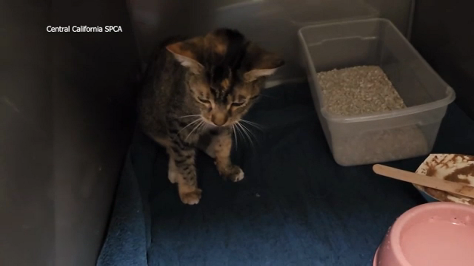 Cat suffers broken jaw after being stomped on by suspect in Fresno