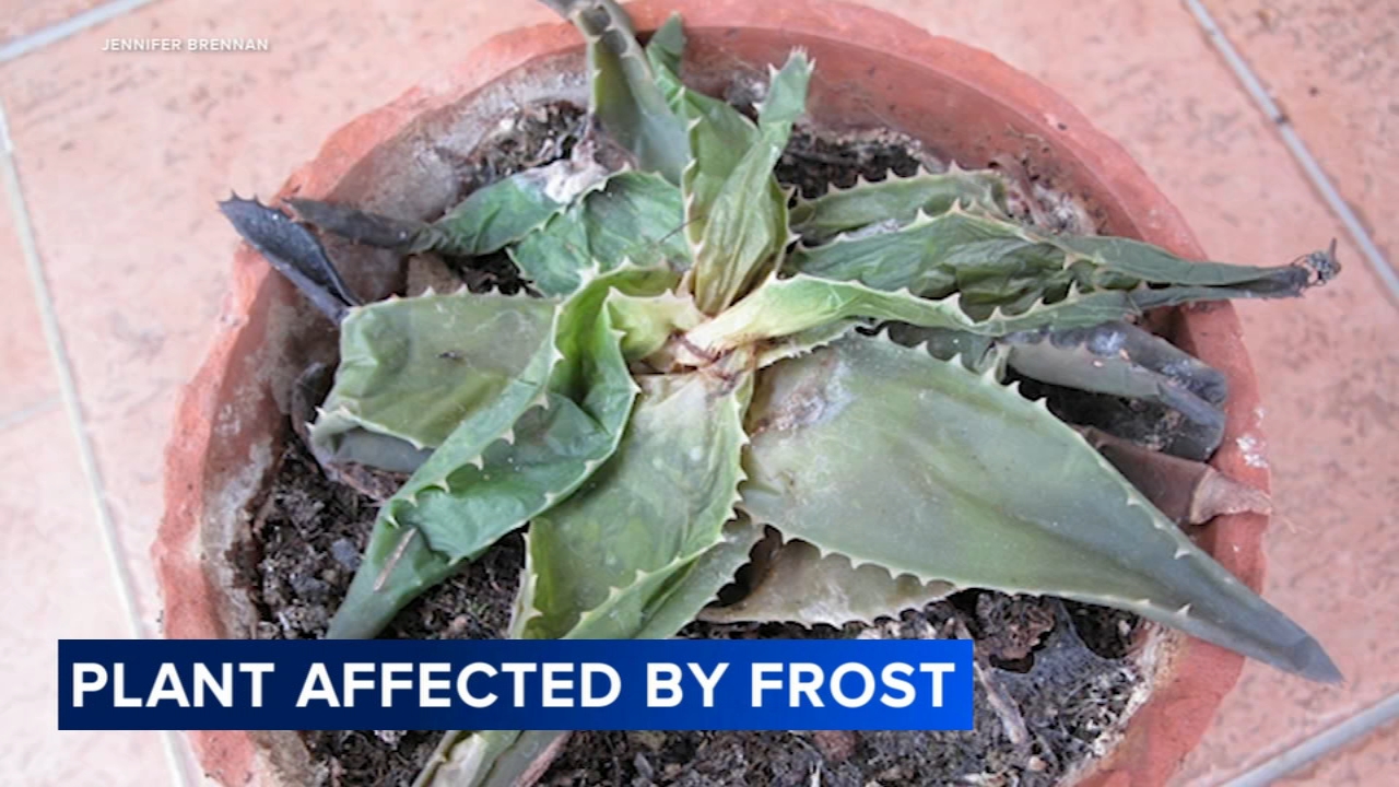 Prepping plants for 1st frost