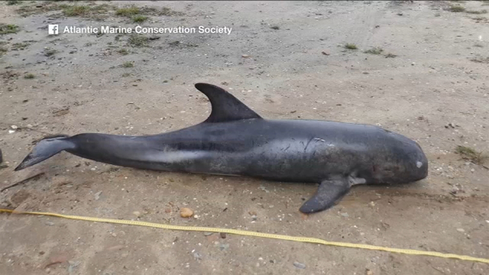 Rare dolphin washes ashore on Long Island