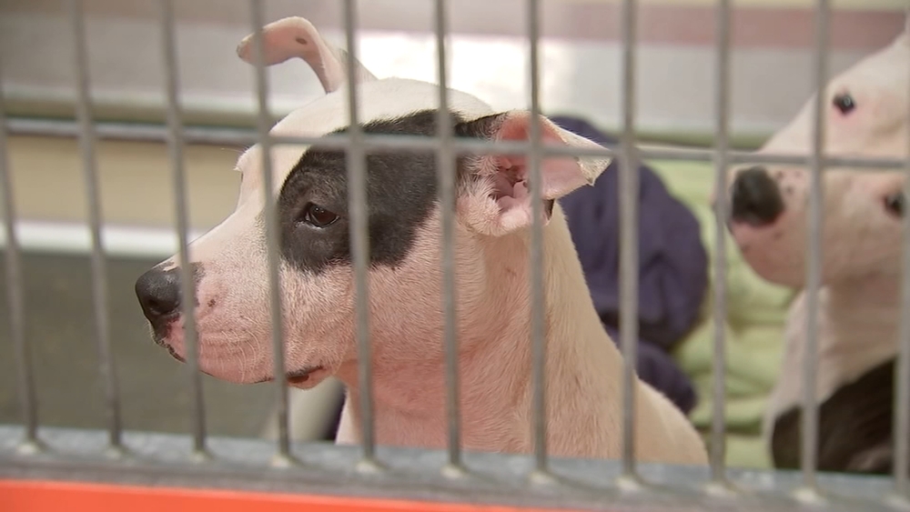 ACCT Philly being forced to euthanize some animals due to overcrowding