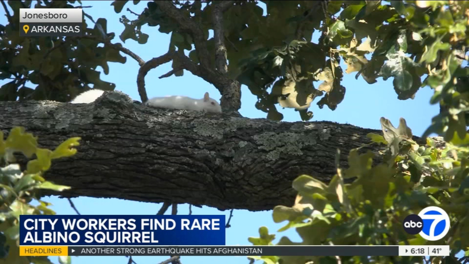 City workers spot rare albino squirrel at Arkansas cemetery - Vimarsana News